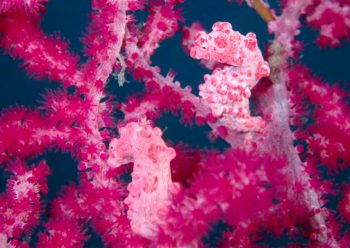 ピグミーシーホース