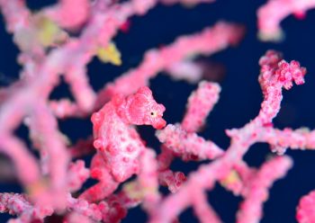 ピグミーシーホース