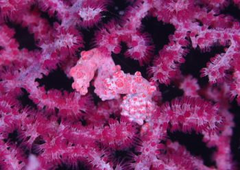 ピグミーシーホース