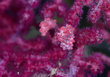 ピグミーシーホース