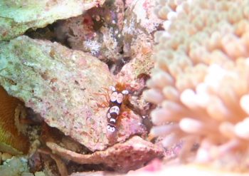 イソギンチャクモエビ