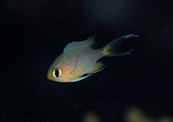 ヒレグロスズメダイ