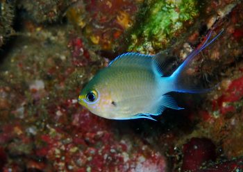 マルスズメダイ