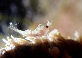 ムチカラマツエビ