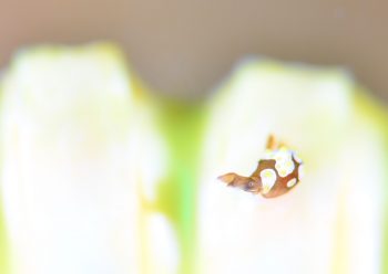 トンプソンコトリガイ