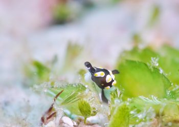 トンプソンコトリガイ