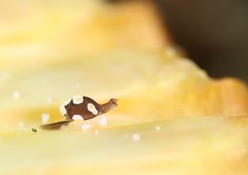 トンプソンコトリガイ