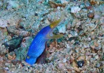 ハナヒゲウツボ