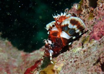 ヒレボシミノカサゴ