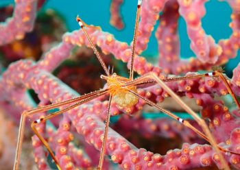 オルトマンワラエビ