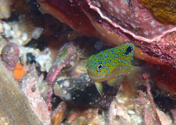 ルリホシスズメダイ