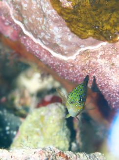 ルリホシスズメダイ