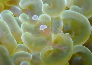 ハモポントニア・フンジコーラ