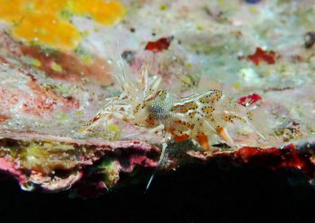 トゲツノメエビ