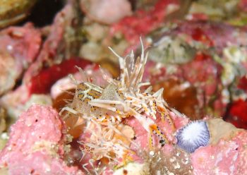 トゲツノメエビ