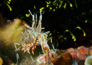 トゲツノメエビ