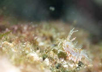 トゲツノメエビ