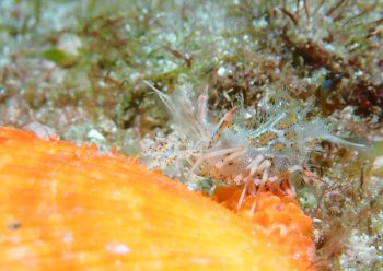 トゲツノメエビ