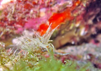 トゲツノメエビ