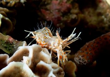 トゲツノメエビ