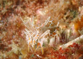 トゲツノメエビ