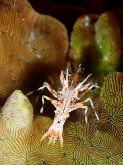 トゲツノメエビ