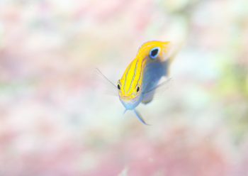 クロメガネスズメダイ