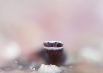 アカボシツバメガイ