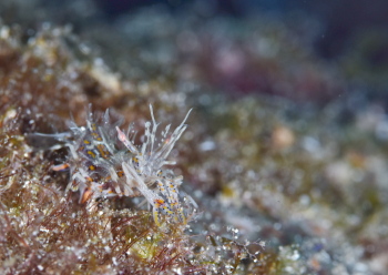 トゲツノメエビ　　