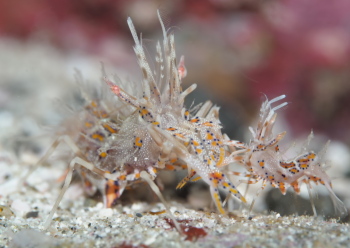 トゲツノメエビ