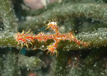 ニシキフウライウオ