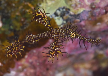 ニシキフウライウオ