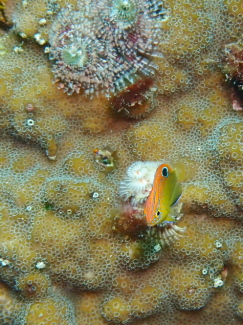 メガネスズメダイ