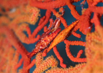 キヌツヅミの仲間