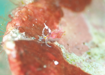 ウツセミミノウミウシ