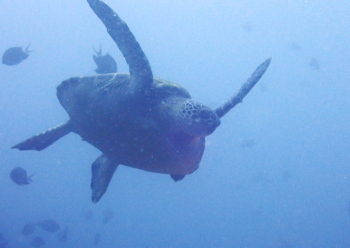 アオウミガメ