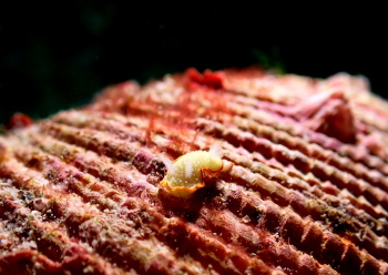 ミツイラメリウミウシ