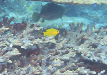 ネッタイスズメダイ