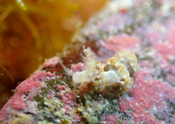 フイリフサツノウミウシ