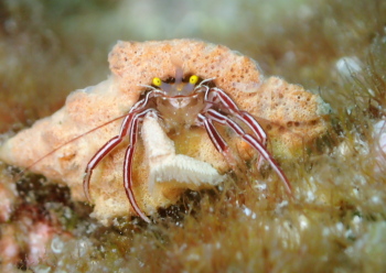 ケフサゼブラヤドカリ