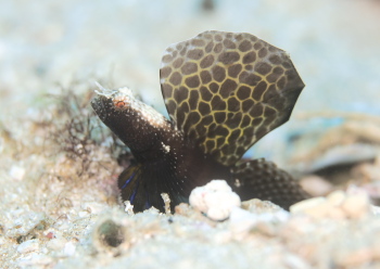 ホタテツノハゼ