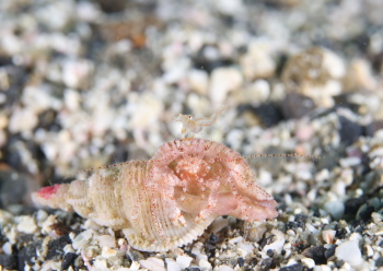 アミとアカホシネジレヤドカリ