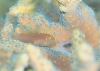 アワイロコバンハゼ