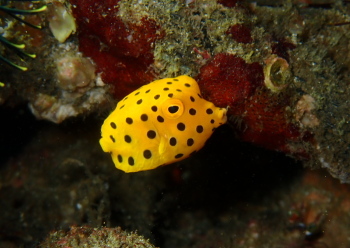 ミナミハコフグ