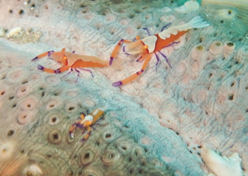 ウミウシカクレエビ