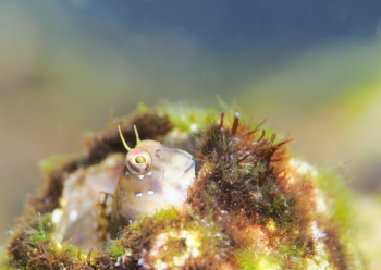 ロウソクギンポ