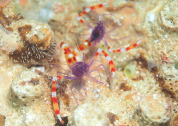 バイオレットボクサーシュリンプ