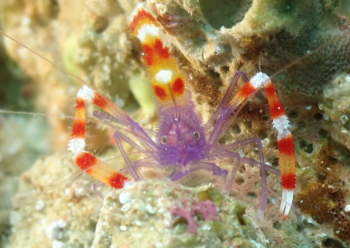 バイオレットボクサーシュリンプ