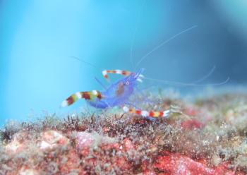 バイオレットボクサーシュリンプ