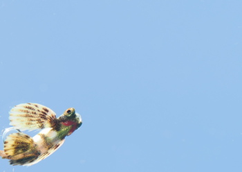 トビウオの幼魚